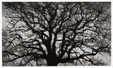 Robert Longo, Untitled (Tree), 2018, Archival pigment print, on wove paper, with full margins