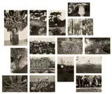 Lee Friedlander, Photographs of Flowers, 1974-75, The complete set of 15 gelatin silver prints, on photo paper mounted to debossed Harumi paper, with full margins, with colophon and title page, all loose (as issued), all contained in the original blue cloth-covered clamshell portfolio
