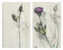 Thistles by Jim Dine, 1975, Unique graphite, charcoal and watercolor drawing diptych, on two sheets of wove paper, sold Feb 2025