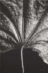 Ray Charles White, Maple Leaf Close Up, 1993, Screenprint, on Rives BFK paper, the full sheet