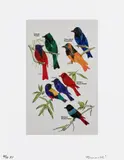Fred Tomaselli, Greater Pewee, Olive-Sided Flycatcher, Eastern Wood-Pewee, Western Wood Pewee, 2004, Inkjet print in colors, on smooth wove paper, with full margins
