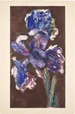 William Kentridge, Dutch Iris II, 1993-98, Etching and aquatint in colors, on Arches paper, with full margins