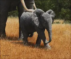 Steve Burgess, Elephant calf, oil on board