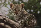 Pip McGarry, Leopard cub, oil on canvas