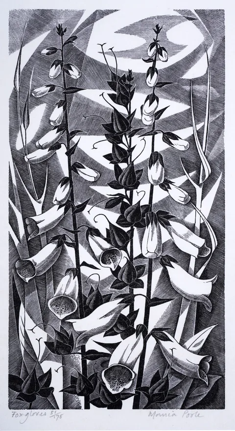Monica Poole, Foxgloves, pencil signed and titled to the margin