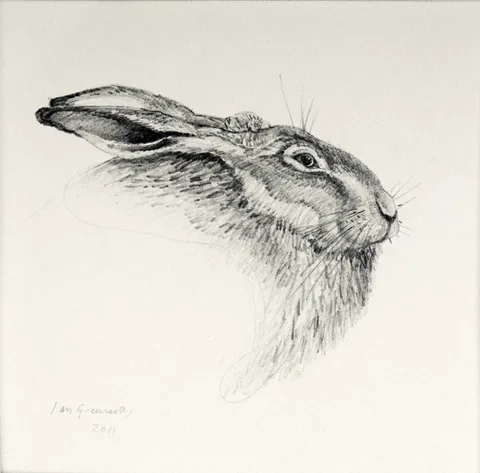 Ian Greensitt, Hare, graphite pencil drawing