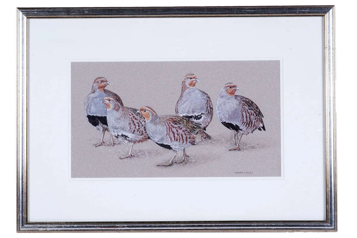 Jason Lowes, Grey Partridge, watercolour and gouache