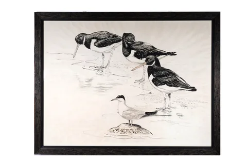 James Alder, Oystercatchers on the shore, ink and watercolour