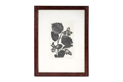 John Farleigh, Hazel Nuts, pencil signed, titled and dated 1936