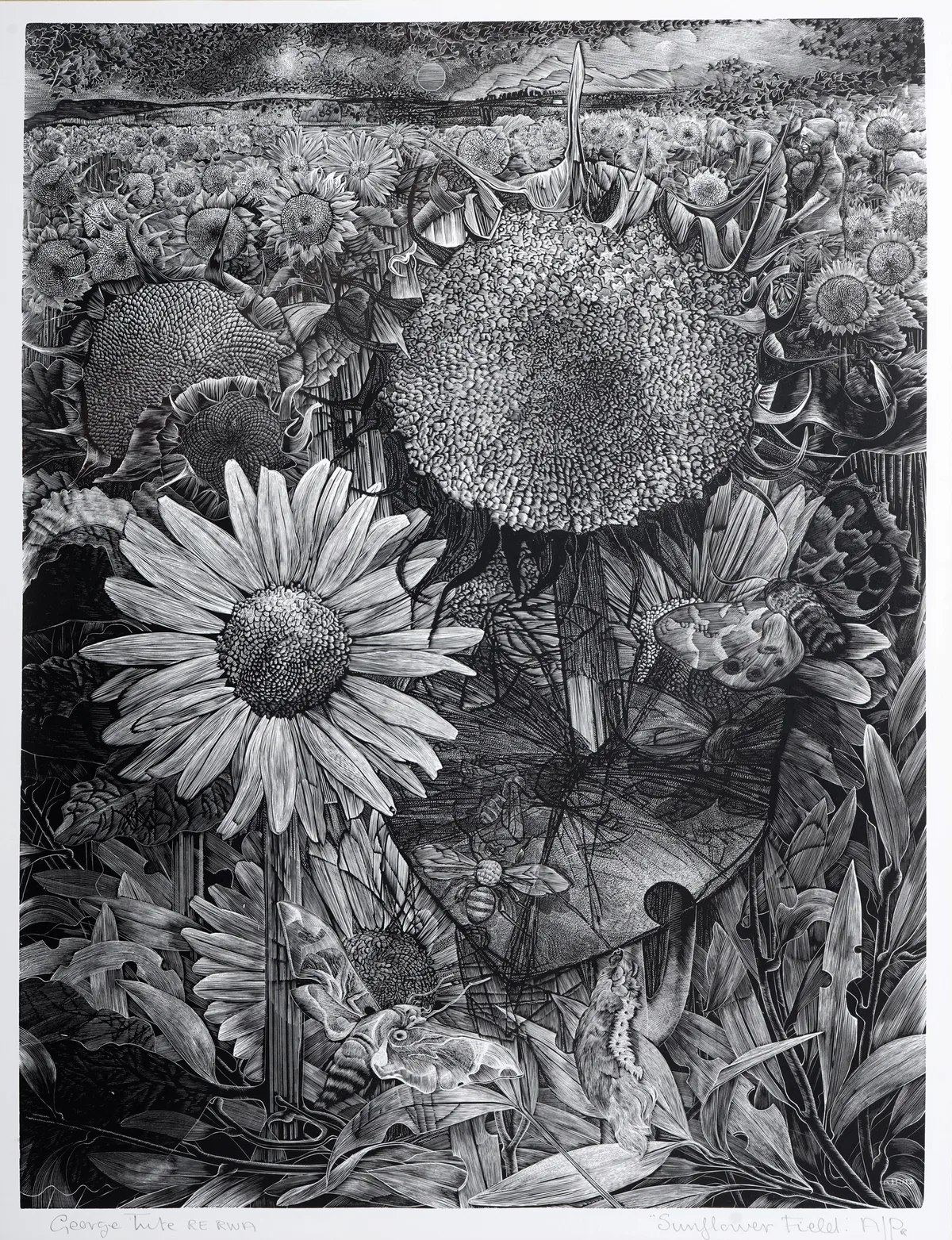 George William Tute, Sunflower Field, pencil signed and titled