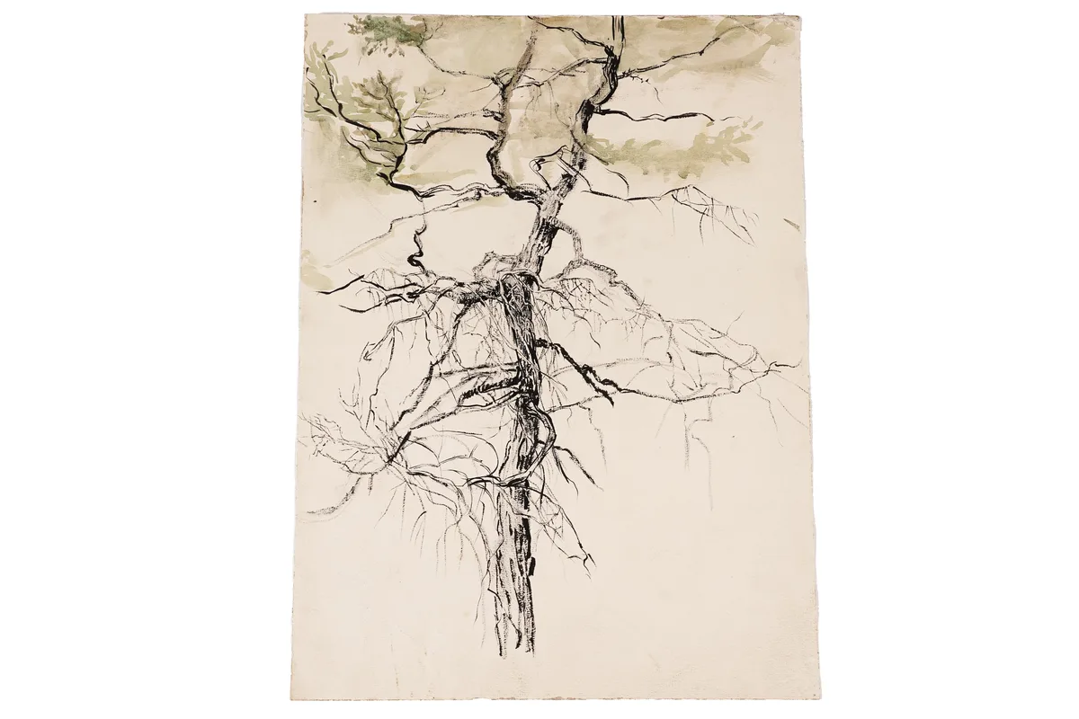 Tree study by Isabel Codrington, watercolour, ink and pencil study, sold Mar 2025