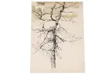 Isabel Codrington, Tree study