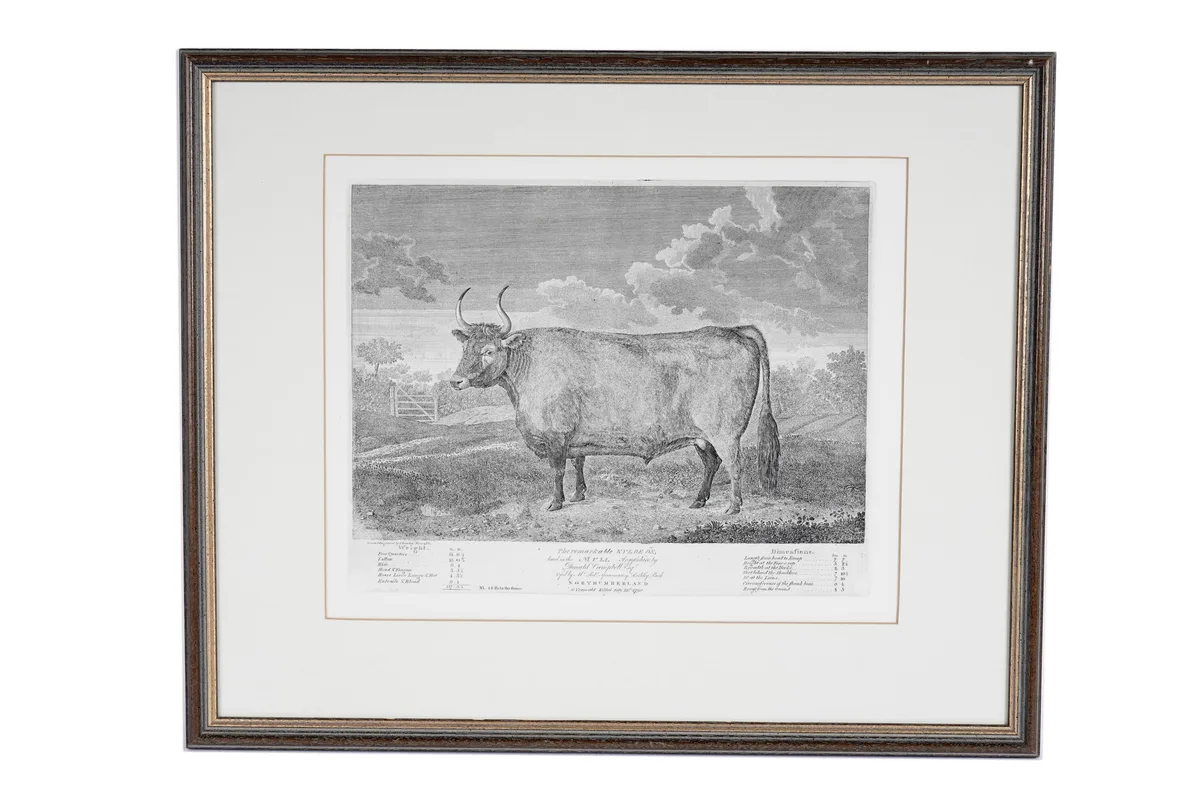 Thomas Bewick, The Remarkable Kyloe Ox, copperplate engraving