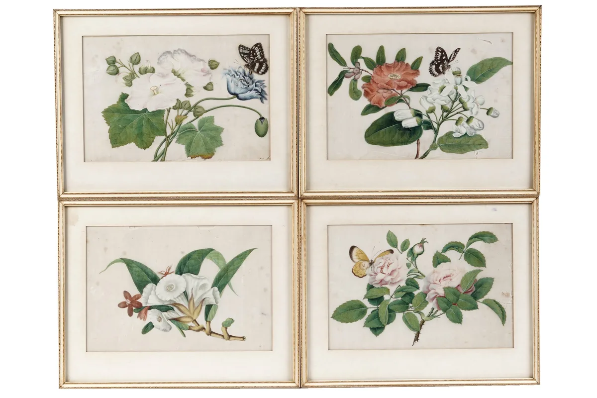 Qing Chinese, Four botanical studies, gouache on pith paper
