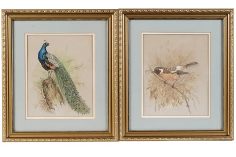 Andrew Alexander, Peacock and Stonechat, gouache and watercolour
