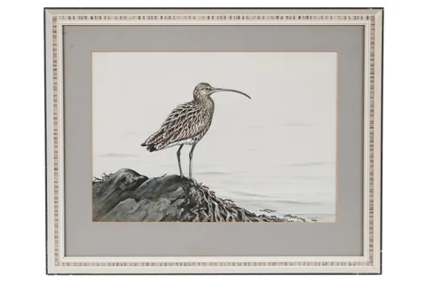 Hilary Burn, Curlew, gouache