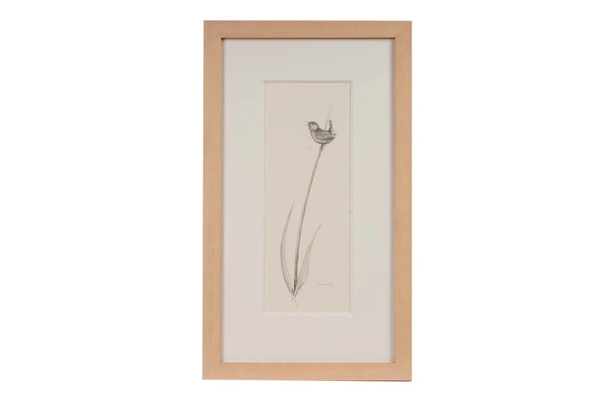 Ian Greensitt, Wren on a Reed, graphite on paper