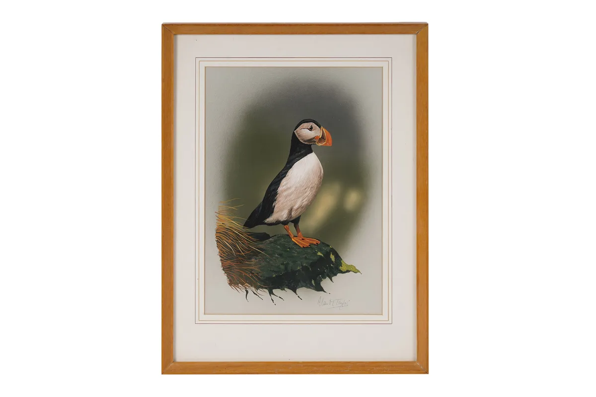 Alan Taylor, Puffin, gouache on paper