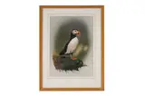 Alan Taylor, Puffin
