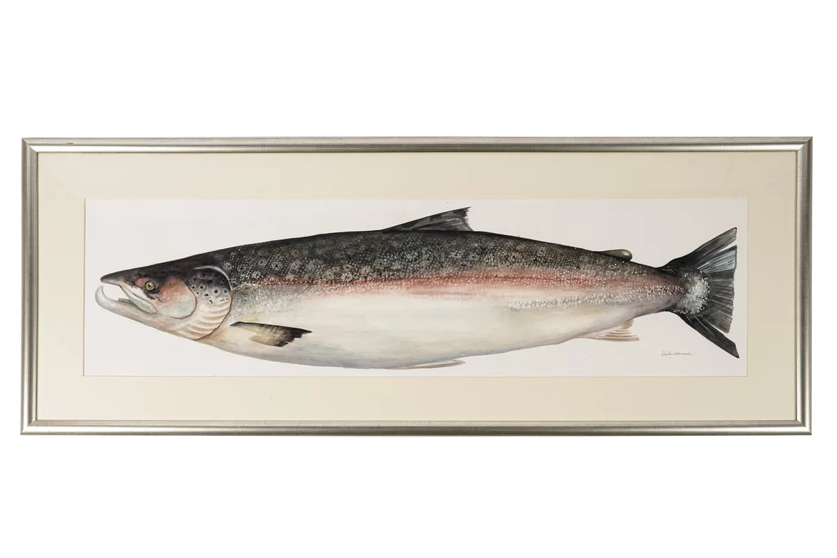 Daphne Harrison, Life Size Painting of a Tyne Salmon, watercolour