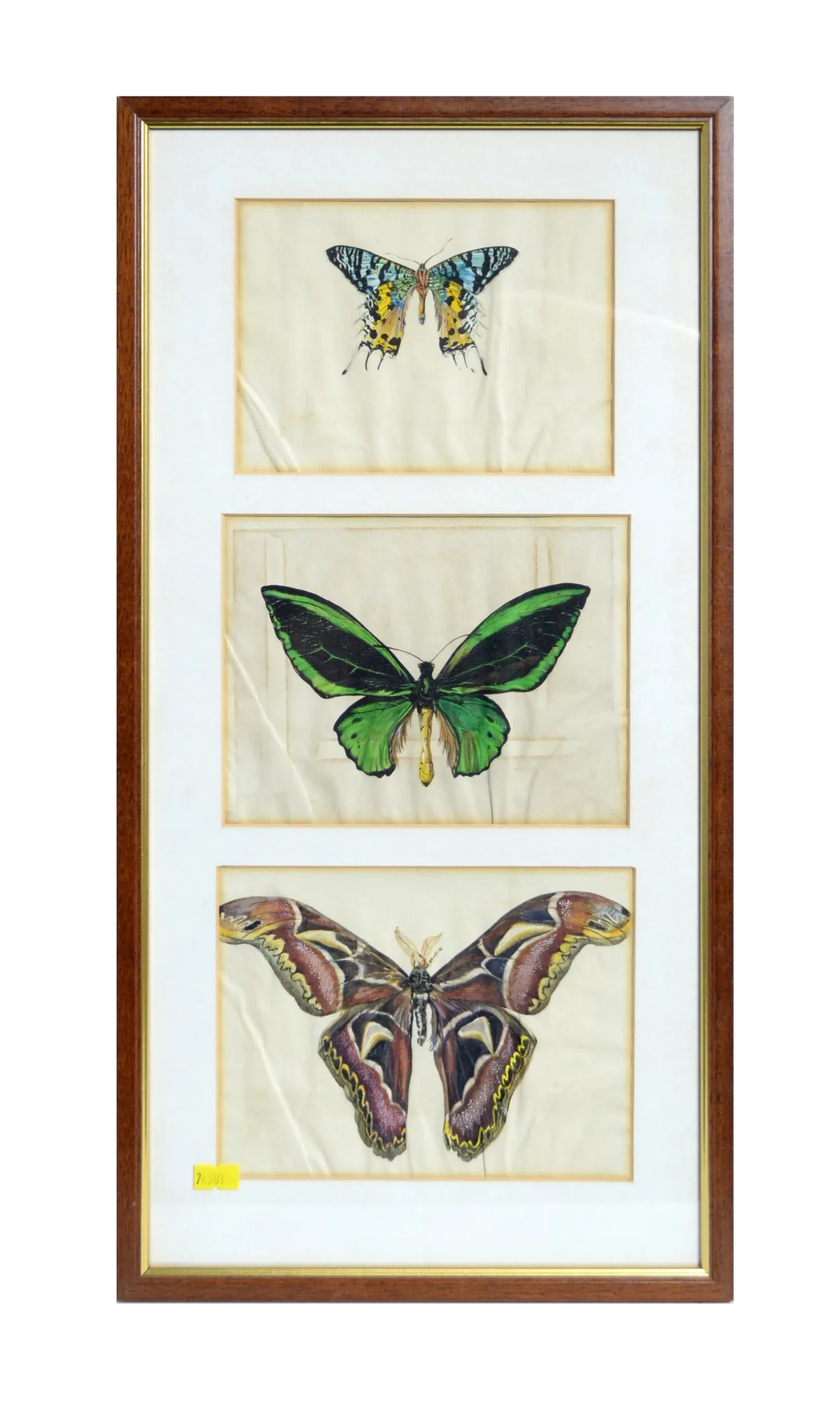 Gladys Davison, Three butterfly studies, watercolour