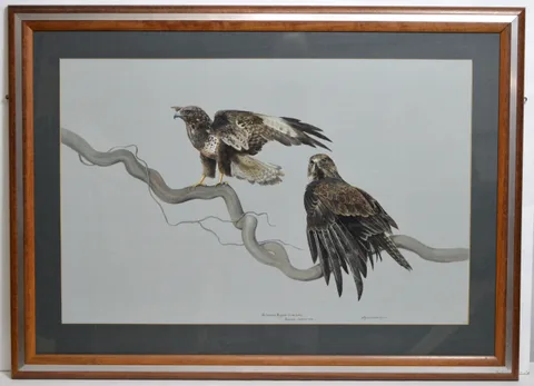 Pollyanna Pickering, The Common Buzzard, gouache