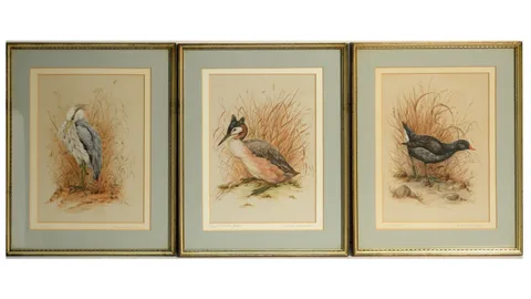 Andrew Alexander, Three bird studies, warercolour and gouache