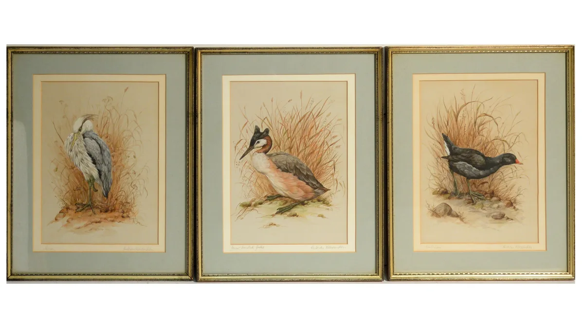 Andrew Alexander, Three bird studies, warercolour and gouache