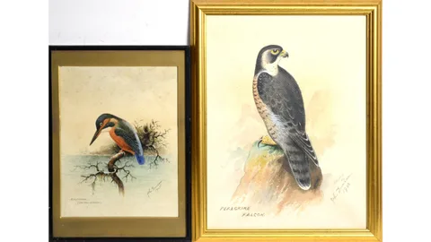 John Duncan, Peregrine Falcon, and Kingfisher on the Watch, watercolour