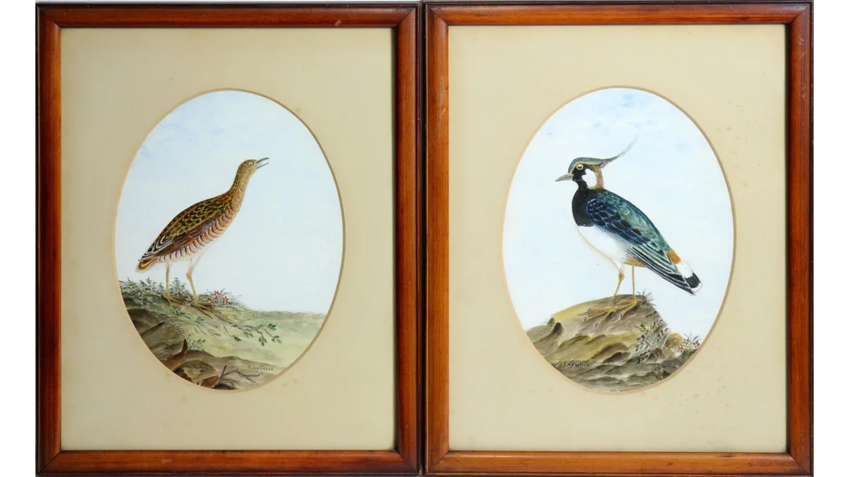 Ada Duncan, Lapwing, and Corn Crake, oil wash and ink