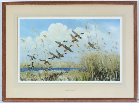 Peter Scott, Shovellers Taking to Wing, lithographic print