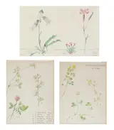19th Century British School, Botanical Studies