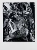 Brett Weston, Palms, Hawaii