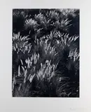 Brett Weston, Fountain Grass, Hawaii