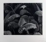 Brett Weston, Luscious Ferns, Hawaii