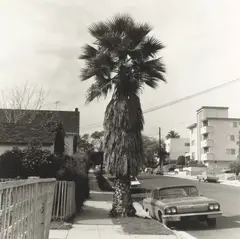 Ed Ruscha, Palm Tree #1, 1971, Gelatin silver print