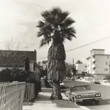 Ed Ruscha, Palm Tree #1, 1971, Gelatin silver print