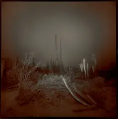 Cardon #2 (Cardon Cactus) by Richard Misrach, 1976, Split-toned gelatin silver print; signed, offered Dec 2023