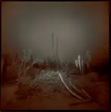 Richard Misrach, Cardon #2 (Cardon Cactus)