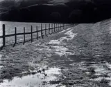 Wynn Bullock, Bird and Fence (The Meadow)