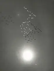 William Garnett, Snow Geese in Flight with Reflection of the Sun over Buena Vista Lake, California, 1953, Gelatin silver print; mounted to Hi-Art illustration board