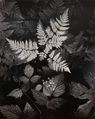 Ansel Adams, Leaves, Mt. Rainier National Park, 1942, Gelatin silver print, probably printed 1962-63; mounted to Crescent illustration board