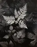 Leaves, Mt. Rainier National Park by Ansel Adams, 1942, Gelatin silver print, probably printed 1962-63; mounted to Crescent illustration board, sold Dec 2023