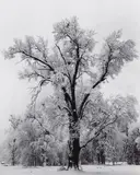 Oaktree, Snowstorm, Yosemite National Park, California by Ansel Adams, 1948, Gelatin silver print, sold Dec 2023