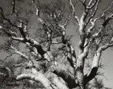 Brett Weston, Sycamore Tree, Baja, California