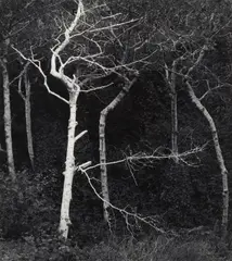 John Sexton, 'Sycamore Trees, Dusk, Garapata Canyon, California', 1979, Gelatin silver print