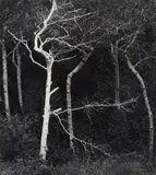 John Sexton, 'Sycamore Trees, Dusk, Garapata Canyon, California', 1979, Gelatin silver print