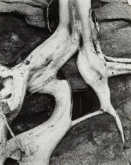 Tree Roots by Brett Weston, 1965, Oversized gelatin silver print; mounted, offered Dec 2023