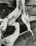 Brett Weston, Tree Roots