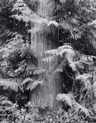 Henry Gilpin, Redwood Tree Fern Forest, 1991, Gelatin silver print; mounted